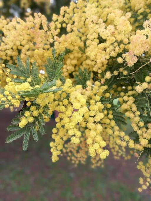 La Casina Di Campagna Tra Cecina E Bibbona Βίλα Εξωτερικό φωτογραφία